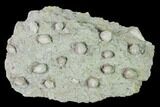 Multiple Blastoid (Pentremites) Plate - Illinois #135621-3